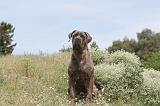 CANE CORSO 050